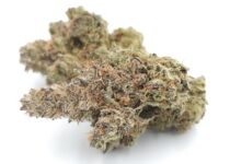 Greendoor Cheese_Hydro Indoor_Cannabis Bud_weed_The dope warehouse - The Dope Warehouse Greendoor Cheese_Hydro Indoor_Cannabis Bud_weed_The dope warehouse
