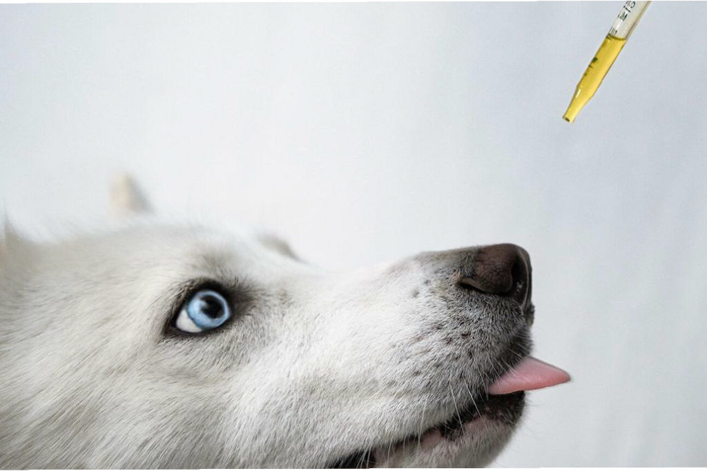 cbd-oil-for pets-the dope warehouse- Cannabis south africa