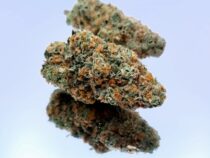 Chocolope Dope Warehouse - The Dope Warehouse Chocolope Dope Warehouse