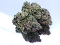 Gastro-Pop-D3 Dope Warehouse - The Dope Warehouse Gastro-Pop-D3 Dope Warehouse