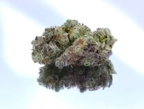 Slurricane - Indoor cannabis dope warehouse - The Dope Warehouse Slurricane - Indoor cannabis dope warehouse
