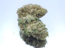 Green House Cotton Candy Dope Warehouse Buy Cannabis South Africa JHB - The Dope Warehouse Green House Cotton Candy Dope Warehouse Buy Cannabis South Africa JHB