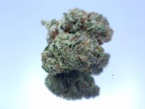 Greendoor Apollo Dope Warehouse Buy Cannabis South Africa JHB - The Dope Warehouse Greendoor Apollo Dope Warehouse Buy Cannabis South Africa JHB