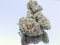 Indoor Jamaican Funk Dope Warehouse Buy Cannabis South Africa JHB - The Dope Warehouse Indoor Jamaican Funk Dope Warehouse Buy Cannabis South Africa JHB