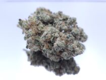 Indoor Pineapple Crush Dope Warehouse Buy Cannabis South AFrica JHB - The Dope Warehouse Indoor Pineapple Crush Dope Warehouse Buy Cannabis South AFrica JHB