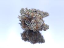 Indoor Runtz Cake Dope Warehouse Buy Cannabis South Africa JHB - The Dope Warehouse Indoor Runtz Cake Dope Warehouse Buy Cannabis South Africa JHB