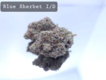 Indoor Blue Sherbert Dope Warehouse THC Strain, dopewarehouse, cannabis, buy cannabis south africa - The Dope Warehouse Indoor Blue Sherbert Dope Warehouse THC Strain, dopewarehouse, cannabis, buy cannabis south africa