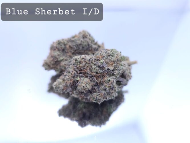 Indoor Blue Sherbert Dope Warehouse THC Strain, dopewarehouse, cannabis, buy cannabis south africa