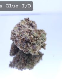 Indoor Gorilla Glue Dope Warehouse THC Strain, dopewarehouse, cannabis, buy cannabis south africa