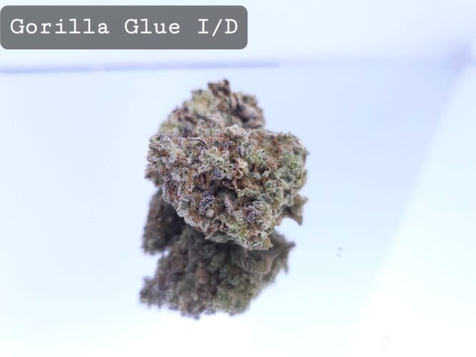 Indoor Gorilla Glue Dope Warehouse THC Strain, dopewarehouse, cannabis, buy cannabis south africa