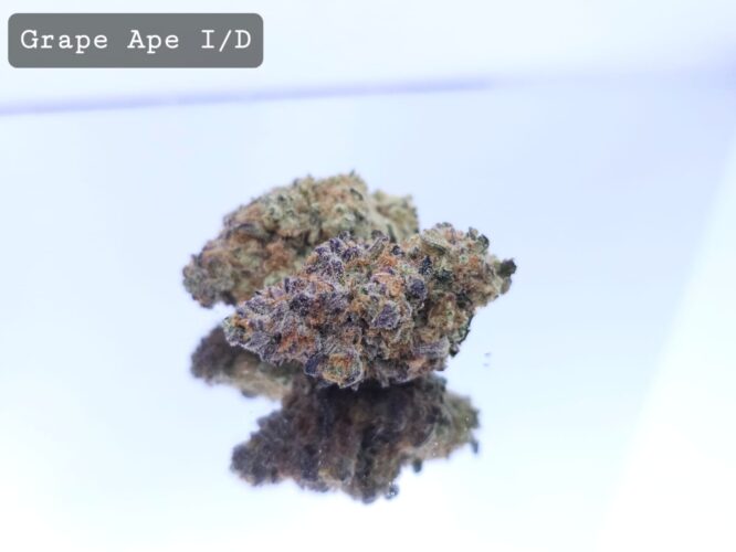 Indoor Grape Ape Dope Warehouse THC Strain, dopewarehouse, cannabis, buy cannabis south africa