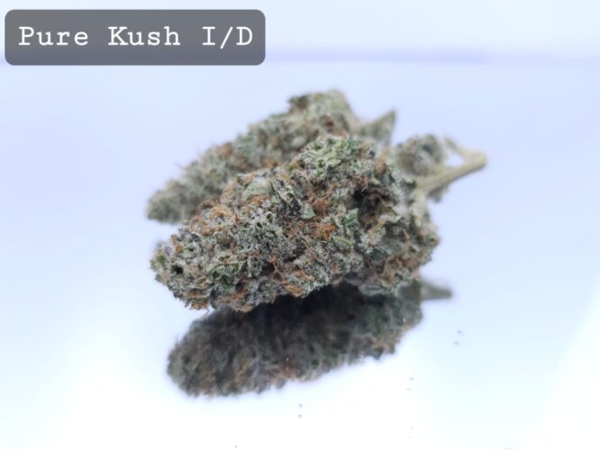 Indoor Pure Kush Dope Warehouse THC Strain, dopewarehouse, cannabis, buy cannabis south africa