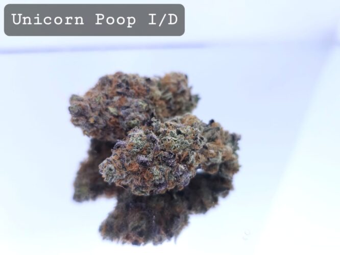 Indoor Unicorn Poop Dope Warehouse THC Strain, dopewarehouse, cannabis, buy cannabis south africa