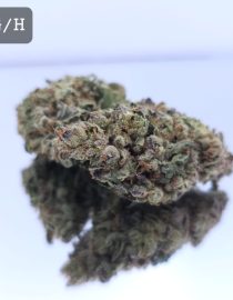 Greenhouse OMFG Dope Warehouse THC Strain, dopewarehouse, cannabis, buy cannabis south africa