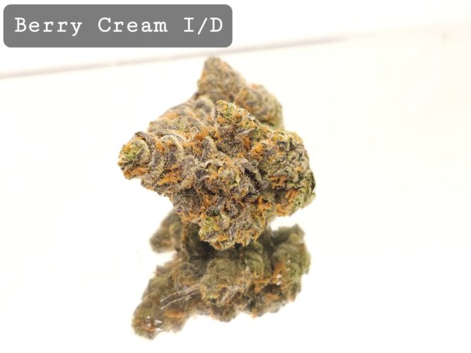 Indoor Berry Cream Dope Warehouse THC Strain, dopewarehouse, cannabis, buy cannabis south africa