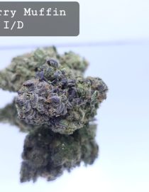 Indoor Blueberry Muffin Dope Warehouse THC Strain, dopewarehouse, cannabis, buy cannabis south africa