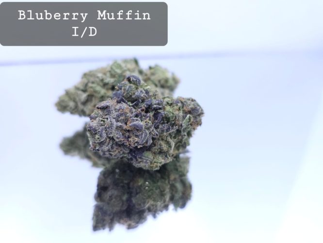 Indoor Blueberry Muffin Dope Warehouse THC Strain, dopewarehouse, cannabis, buy cannabis south africa