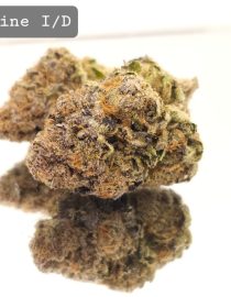 Indoor Clementine Dope Warehouse THC Strain, dopewarehouse, cannabis, buy cannabis south africa