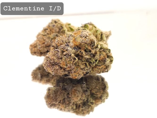 Indoor Clementine Dope Warehouse THC Strain, dopewarehouse, cannabis, buy cannabis south africa