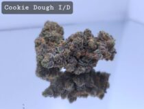 Indoor Cookie Dough Dope Warehouse THC Strain, dopewarehouse, cannabis, buy cannabis south africa