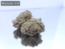 Indoor Mexican Dope Warehouse THC Strain, dopewarehouse, cannabis, buy cannabis south africa - The Dope Warehouse Indoor Mexican Dope Warehouse THC Strain, dopewarehouse, cannabis, buy cannabis south africa