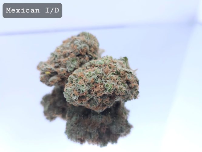 Indoor Mexican Dope Warehouse THC Strain, dopewarehouse, cannabis, buy cannabis south africa