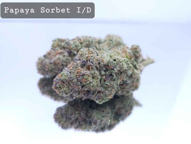 Indoor Papaya Sorbet Dope Warehouse THC Strain, dopewarehouse, cannabis, buy cannabis south africa