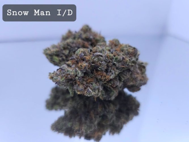 Indoor Snowman Dope Warehouse THC Strain, dopewarehouse, cannabis, buy cannabis south africa