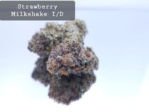 Indoor Strawberry Milkshake Dope Warehouse THC Strain, dopewarehouse, cannabis, buy cannabis south africa - The Dope Warehouse Indoor Strawberry Milkshake Dope Warehouse THC Strain, dopewarehouse, cannabis, buy cannabis south africa