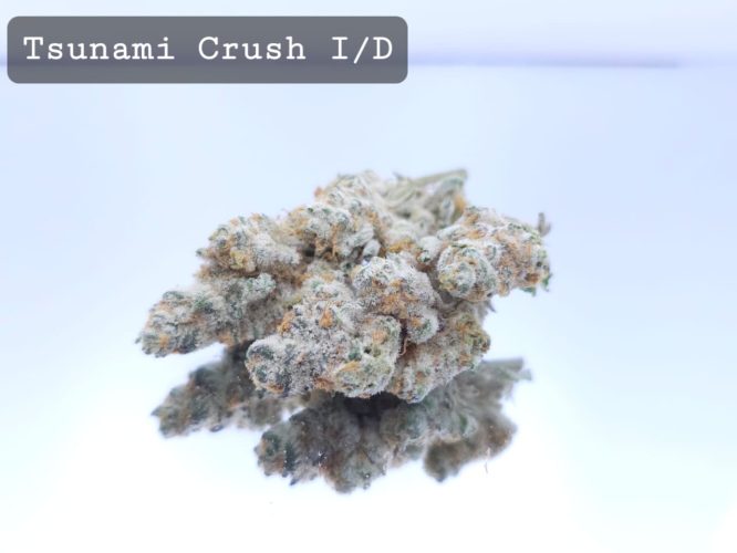 Indoor Tsunami Crush Dope Warehouse THC Strain, dopewarehouse, cannabis, buy cannabis south africa