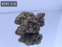 Indoor WIFI Candy Dope Warehouse THC Strain, dopewarehouse, cannabis, buy cannabis south africa - The Dope Warehouse Indoor WIFI Candy Dope Warehouse THC Strain, dopewarehouse, cannabis, buy cannabis south africa