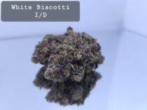 Indoor White Biscotti Dope Warehouse THC Strain, dopewarehouse, cannabis, buy cannabis south africa