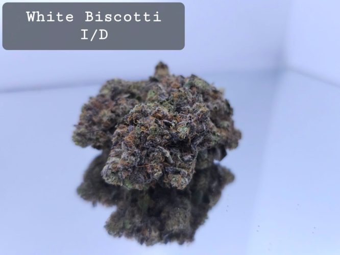 Indoor White Biscotti Dope Warehouse THC Strain, dopewarehouse, cannabis, buy cannabis south africa