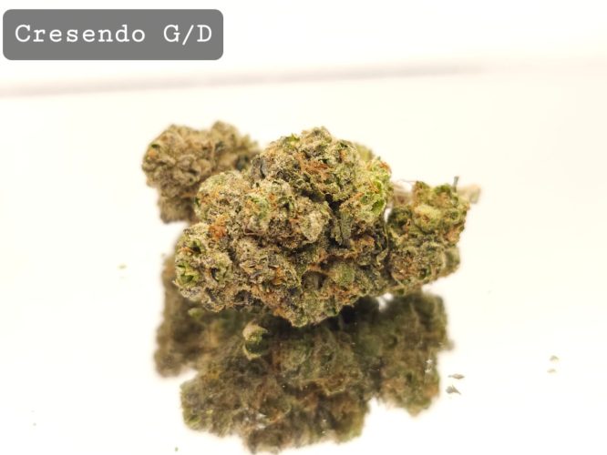 Greendoor Crescendo, The Dope Warehouse, Cannabis, THC, Bud, Weed