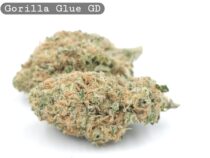 Greendoor Gorilla Glue_Cannabis-Bud_The-dope-warehouse