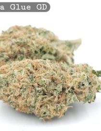 Greendoor Gorilla Glue_Cannabis-Bud_The-dope-warehouse