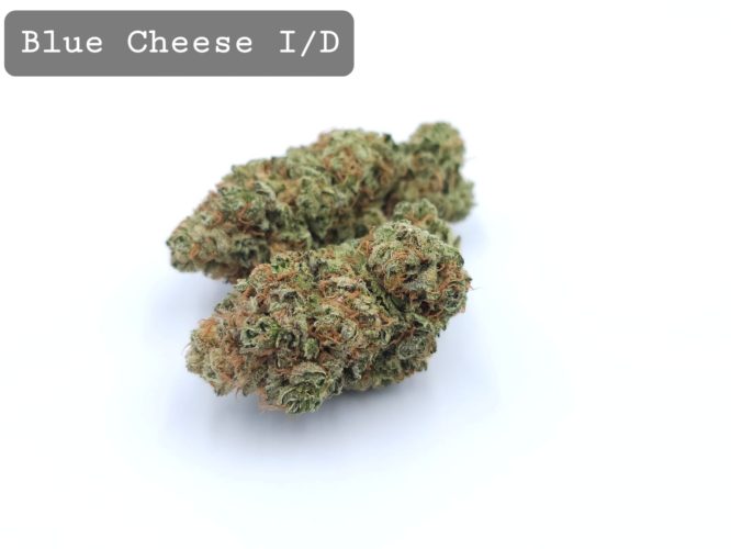 Indoor Blue Cheese, The Dope Warehouse, Cannabis, THC, Bud, Weed