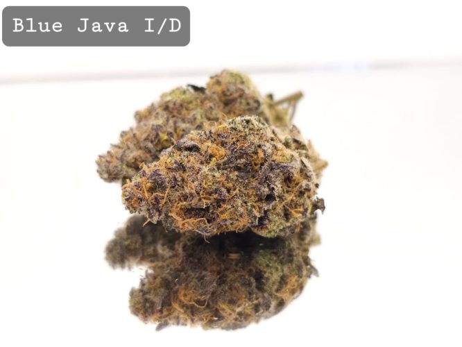 Indoor Blue Java, The Dope Warehouse, Cannabis, THC, Bud, Weed