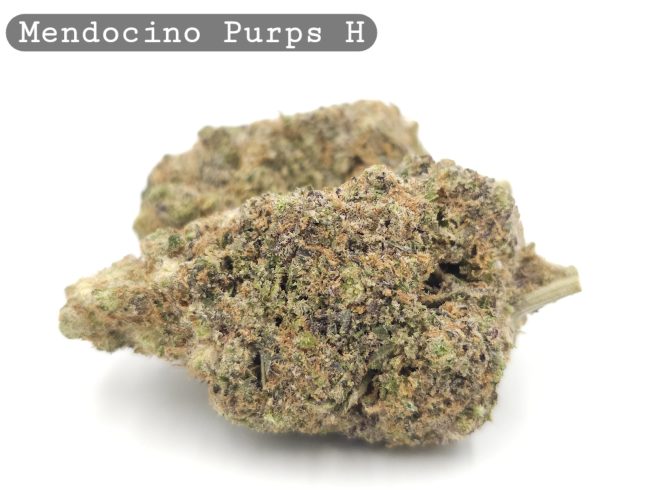 Indoor Mendocino Purps_Cannabis Bud_Hydro Cannabis_The dope warehouse