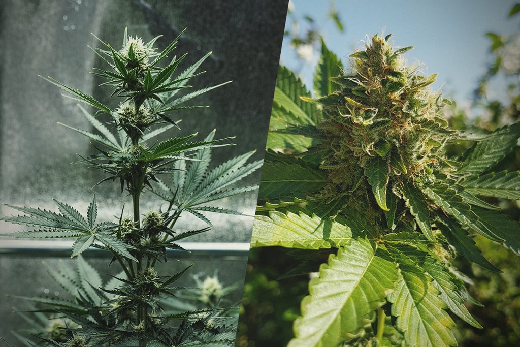 Comparing Bud: Outdoor, Greenhouse, and Indoor Cannabis Cultivation