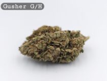 Greenhouse Gushers, The Dope Warehouse, Cannabis, THC, Bud, Weed - The Dope Warehouse Greenhouse Gushers, The Dope Warehouse, Cannabis, THC, Bud, Weed