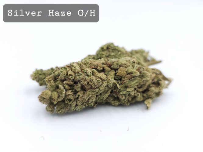 Greenhouse Silver Haze, The Dope Warehouse, Cannabis, THC, Bud, Weed