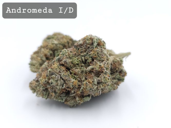 Indoor Andromeda, The Dope Warehouse, Cannabis, THC, Bud, Weed