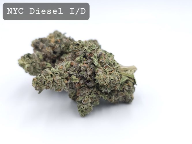 Indoor NYC Diesel, The Dope Warehouse, Cannabis, THC, Bud, Weed