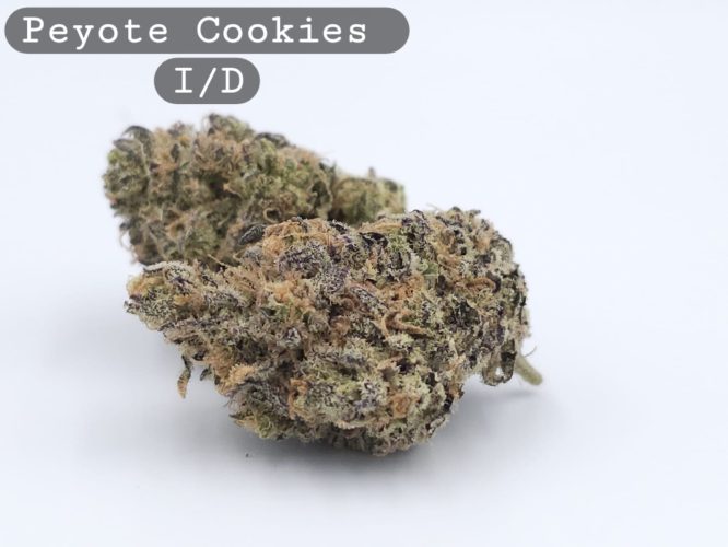 Indoor Peyote Cookies, The Dope Warehouse, Cannabis, THC, Bud, Weed