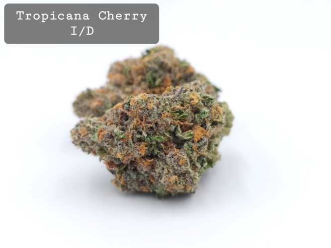 Indoor Tropicana Cherry, The Dope Warehouse, Cannabis, THC, Bud, Weed