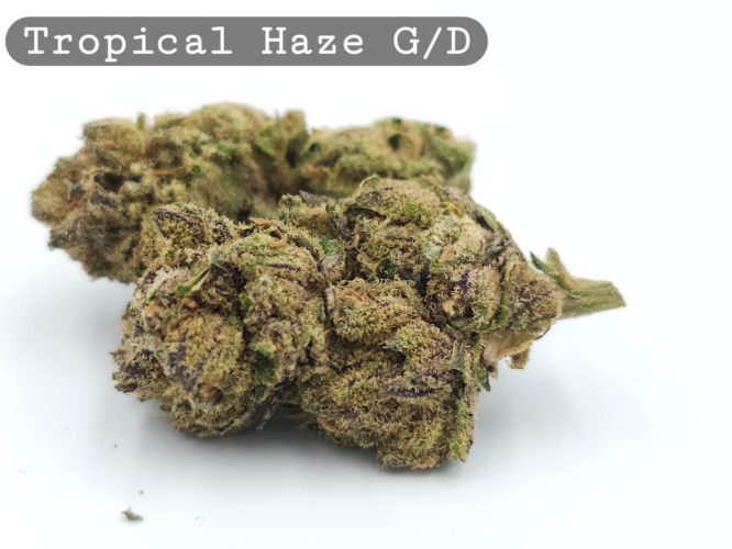 Greendoor Tropical Haze, The Dope Warehouse, Cannabis, THC, Bud, Weed