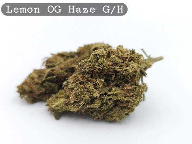 Greenhouse Lemon OG Haze, The Dope Warehouse, Cannabis, THC, Bud, Weed