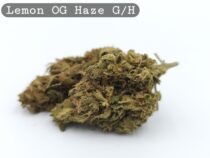 Greenhouse Lemon OG Haze, The Dope Warehouse, Cannabis, THC, Bud, Weed