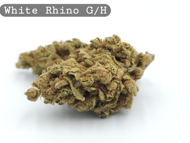 Greenhouse White Rhino, The Dope Warehouse, Cannabis, THC, Bud, Weed